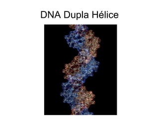 DNA Dupla Hélice