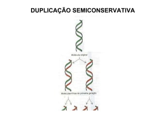 DUPLICAÇÃO SEMICONSERVATIVA