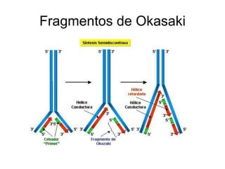 Fragmentos de Okasaki