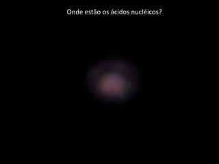 BASES NITROGENADASSÃO MOLÉCULAS QUE TEM REAÇÃO ALCALINA E RICAS EM NITROGÊNIO.