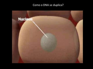 OS DEGRAUS DA ESCADA SÃO FEITOS POR PARES DE BASES NITROGENADAS, LIGANDO-SE UMA ADENINA COM UMA TIMINA E UMA ADENINA COM UMA CITOSINA POR MEIO DE PONTES DE HIDROGÊNIO.
