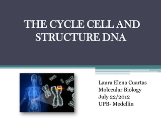 THE CYCLE CELL AND
 STRUCTURE DNA



           Laura Elena Cuartas
           Molecular Biology
           July 22/2012
           UPB- Medellín
 