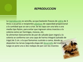 REPRODUCCION


La reproducción es sencilla, ya que bastarán frascos de vidrio de 3
litros o acuarios o recipientes plásticos de capacidad proporcional
a la cantidad que se van a criar. Se les tapa con una tela o una
media tipo Nylon, para evitar que ingresen otros insectos a la
colonia como ser hormigas, moscas, etc.
Se alimentan básicamente de pan de salvado (pan negro) y la
colonia se conforma con una capa de harina integral (salvado de
trigo) de 2 cm. a la que llamamos sustrato o cama, donde se
depositan las larvas (segunda etapa del desarrollo del insecto) y
luego se pone una o dos rodajas de pan con los insectos
 