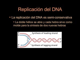 Replicación del DNA
• La replicación del DNA es semi-conservativa
  • La doble hélice se abre y cada hebra sirve como
  molde para la síntesis de dos nuevas hebras
 