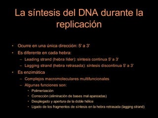 La síntesis del DNA durante la
              replicación

•   Ocurre en una única dirección: 5' a 3'
•   Es diferente en cada hebra:
     – Leading strand (hebra líder): síntesis continua 5' a 3'
     – Lagging strand (hebra retrasada): síntesis discontinua 5' a 3'
•   Es enzimática
     – Complejos macromoleculares multifuncionales
     – Algunas funciones son:
         • Polimerización
         • Corrección (eliminación de bases mal apareadas)
         • Desplegado y apertura de la doble hélice
         • Ligado de los fragmentos de síntesis en la hebra retrasada (lagging strand)
 