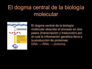 El dogma central de la biología
         molecular
         El dogma central de la biología
         molecular describe el proceso en dos
         pasos (transcripción y traducción) por
         el cual la información genética lleva a
         la producción de proteínas:
         DNA → RNA → proteína.
 