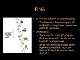 RNA
• El RNA es también un ácido nucleico
   – También se polimeriza a partir de
     nucleótidos, en general copiando a
     partir de un molde.
• Diferencias?
   – Tiene dos OH libres (2' y 3') (es
      decir está formado por ribosa, en
      lugar de desoxyribosa)
   – En el RNA se utiliza uracilo como
      base nitrogenada en lugar de
      timina). Es decir el alfabeto sería:
      A, C, G, U
 