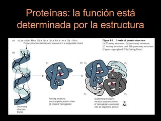Proteínas: la función está
determinada por la estructura
 