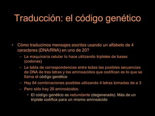 Traducción: el código genético

•   Cómo traducimos mensajes escritos usando un alfabeto de 4
    caracteres (DNA/RNA) en uno de 20?
     – La maquinaria celular lo hace utilizando tripletes de bases
       (codones)
     – La tabla de correspondencias entre todas las posibles secuencias
       de DNA de tres letras y los aminoacidos que codifican es lo que se
       llama el código genético
     – Hay 64 combinaciones posibles utilizando 4 letras tomadas de a 3
     – Pero sólo hay 20 aminoácidos:
         • El código genético es redundante (degenerado). Más de un
           triplete codifica para un mismo aminoácido
 