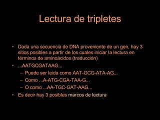 Lectura de tripletes

• Dada una secuencia de DNA proveniente de un gen, hay 3
  sitios posibles a partir de los cuales iniciar la lectura en
  términos de aminoácidos (traducción)
• ...AATGCGATAAG...
    – Puede ser leida como AAT-GCG-ATA-AG...
    – Como ...A-ATG-CGA-TAA-G...
    – O como ...AA-TGC-GAT-AAG...
• Es decir hay 3 posibles marcos de lectura
 
