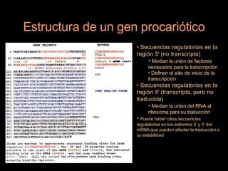 Estructura de un gen procariótico
                    • Secuencias regulatorias en la
                    región 5' (no transcripta)
                        • Median la unión de factores
                         necesarios para la transcripción
                         • Definen el sitio de inicio de la
                         transcripción
                    • Secuencias regulatorias en la
                    región 5' (transcripta, pero no
                    traducida)
                        • Median la unión del RNA al
                         ribosoma para su traducción
                    • Puede haber otras secuencias
                    regulatorias en los extremos 5' y 3' del
                    mRNA que pueden afectar la traducción o
                    su estabilidad
 