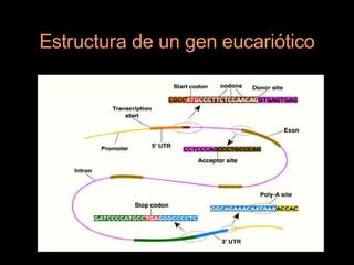 Estructura de un gen eucariótico
 