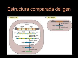 Estructura comparada del gen
 