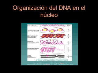 Organización del DNA en el
         núcleo
 