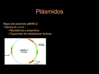 Plásmidos
Mapa del plásmido pBMN-Z:
• Genes en verde
    • Resistencia a ampicilina
    • Capacidad de metabolizar lactosa
 