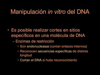 Manipulación in vitro del DNA

• Es posible realizar cortes en sitios
  específicos en una molécula de DNA
  – Enzimas de restricción
    • Son endonucleasas (cortan enlaces internos)
    • Reconocen secuencias específicas de distinta
      longitud
    • Cortan el DNA si hubo reconocimiento
 