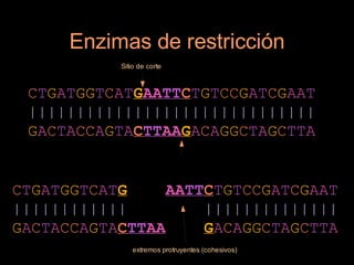 Enzimas de restricción
           Sitio de corte



 CTGATGGTCATGAATTCTGTCCGATCGAAT
 ||||||||||||||||||||||||||||||
 GACTACCAGTACTTAAGACAGGCTAGCTTA


CTGATGGTCATG     AATTCTGTCCGATCGAAT
||||||||||||         ||||||||||||||
GACTACCAGTACTTAA     GACAGGCTAGCTTA
              extremos protruyentes (cohesivos)
 