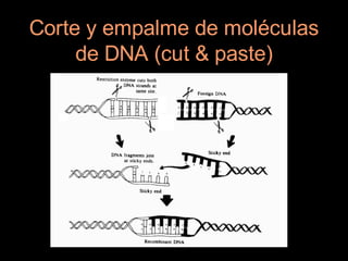 Corte y empalme de moléculas
     de DNA (cut & paste)
 