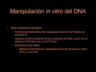 Manipulación in vitro del DNA

•   Otras reacciones posibles:
    – Fosforilación/defosforilación (agregado/remoción de fosfatos en
      posición 5')
    – Ligación (unión covalente de dos moléculas de DNA a partir de un
      extremo 3' OH libre con uno 5' P libre)
    – Modificación de bases:
        • Metilación/demetilación (agregado/remoción de grupos metilo
          (CH3) a una base
 