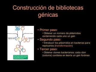 Construcción de bibliotecas
         génicas

         • Primer paso:
            • Obtener un número de plásmidos
            conteniendo cada uno un gen
         • Segundo paso:
            • Introducir los plásmidos en bacterias para
            replicarlos (transformación)
         • Tercer paso:
            • Obtener clones bacterianos: cada clon
            (colonia) contiene en teoría un gen foráneo
 