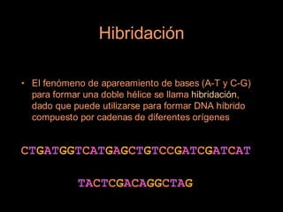 Hibridación

• El fenómeno de apareamiento de bases (A-T y C-G)
  para formar una doble hélice se llama hibridación,
  dado que puede utilizarse para formar DNA híbrido
  compuesto por cadenas de diferentes orígenes


CTGATGGTCATGAGCTGTCCGATCGATCAT

            TACTCGACAGGCTAG
 