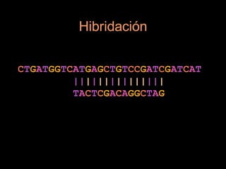 Hibridación

CTGATGGTCATGAGCTGTCCGATCGATCAT
         |||||||||||||||
         TACTCGACAGGCTAG
 