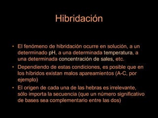 Hibridación

• El fenómeno de hibridación ocurre en solución, a un
  determinado pH, a una determinada temperatura, a
  una determinada concentración de sales, etc.
• Dependiendo de estas condiciones, es posible que en
  los híbridos existan malos apareamientos (A-C, por
  ejemplo)
• El origen de cada una de las hebras es irrelevante,
  sólo importa la secuencia (que un número significativo
  de bases sea complementario entre las dos)
 