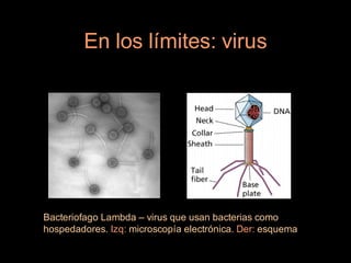 En los límites: virus




Bacteriofago Lambda – virus que usan bacterias como
hospedadores. Izq: microscopía electrónica. Der: esquema
 