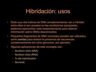 Hibridación: usos
•   Dado que dos hebras de DNA complementarias van a hibridar
    entre ellas si son puestas en las condiciones apropiadas,
    podemos aprovechar este comportamiento para obtener
    información sobre DNAs desconocidos
•   Pequeños fragmentos de DNA conocidos pueden ser utilizados
    como sondas para testear la presencia de secuencias
    complementarias (en otros genomas, por ejemplo)
•   Algunas aplicaciones de este concepto son:
    – Southern blots (DNA)
    – Northern blots (RNA)
    – In situ hybridization
    – Dot blots
 