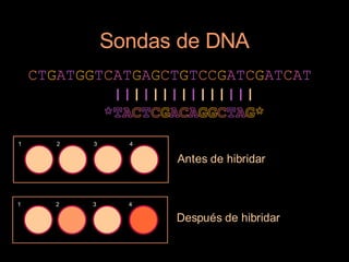 Sondas de DNA
    CTGATGGTCATGAGCTGTCCGATCGATCAT
             |||||||||||||||
            *TACTCGACAGGCTAG*
1      2   3     4

                     Antes de hibridar


1     2    3     4

                     Después de hibridar
 