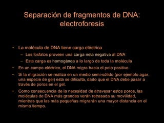 Separación de fragmentos de DNA:
                electroforesis


•   La molécula de DNA tiene carga eléctrica
     – Los fosfatos proveen una carga neta negativa al DNA
     – Esta carga es homogénea a lo largo de toda la molécula
•   En un campo eléctrico, el DNA migra hacia el polo positivo
•   Si la migración se realiza en un medio semi-sólido (por ejemplo agar,
    una especie de gel) esta se dificulta, dado que el DNA debe pasar a
    través de poros en el gel.
•   Como consecuencia de la necesidad de atravesar estos poros, las
    moléculas de DNA más grandes verán retrasada su movilidad,
    mientras que las más pequeñas migrarán una mayor distancia en el
    mismo tiempo.
 