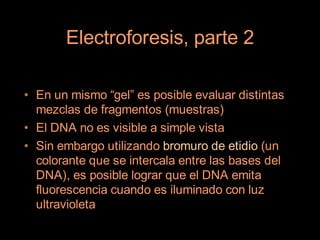 Electroforesis, parte 2

• En un mismo “gel” es posible evaluar distintas
  mezclas de fragmentos (muestras)
• El DNA no es visible a simple vista
• Sin embargo utilizando bromuro de etidio (un
  colorante que se intercala entre las bases del
  DNA), es posible lograr que el DNA emita
  fluorescencia cuando es iluminado con luz
  ultravioleta
 