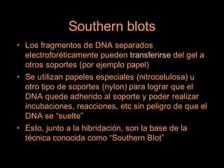 Southern blots
• Los fragmentos de DNA separados
  electroforéticamente pueden transferirse del gel a
  otros soportes (por ejemplo papel)
• Se utilizan papeles especiales (nitrocelulosa) u
  otro tipo de soportes (nylon) para lograr que el
  DNA quede adherido al soporte y poder realizar
  incubaciones, reacciones, etc sin peligro de que el
  DNA se “suelte”
• Esto, junto a la hibridación, son la base de la
  técnica conocida como “Southern Blot”
 