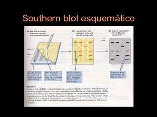 Southern blot esquemático
 