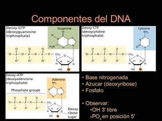 Componentes del DNA




         • Base nitrogenada
         • Azucar (deoxyribose)
         • Fosfato

         • Observar:
            •OH 3' libre
            •PO4 en posición 5'
 