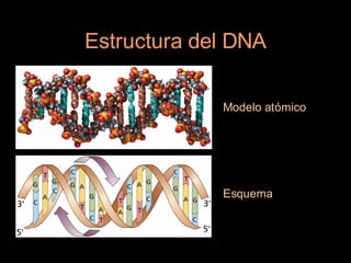 Estructura del DNA

             Modelo atómico




             Esquema
 