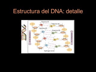 Estructura del DNA: detalle
 