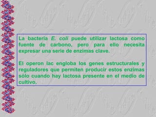 La bacteria E. coli puede utilizar lactosa como
fuente de carbono, pero para ello necesita
expresar una serie de enzimas clave.

El operon lac engloba los genes estructurales y
reguladores que permiten producir estos enzimas
sólo cuando hay lactosa presente en el medio de
cultivo.
 