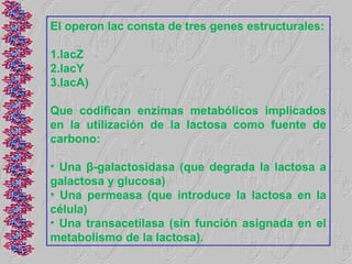 El operon lac consta de tres genes estructurales:

1.lacZ
2.lacY
3.lacA)

Que codifican enzimas metabólicos implicados
en la utilización de la lactosa como fuente de
carbono:

• Una β-galactosidasa (que degrada la lactosa a
galactosa y glucosa)
• Una permeasa (que introduce la lactosa en la
célula)
• Una transacetilasa (sin función asignada en el
metabolismo de la lactosa).
 