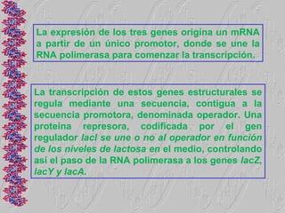 La expresión de los tres genes origina un mRNA
a partir de un único promotor, donde se une la
RNA polimerasa para comenzar la transcripción.


La transcripción de estos genes estructurales se
regula mediante una secuencia, contigua a la
secuencia promotora, denominada operador. Una
proteína represora, codificada por el gen
regulador lacI se une o no al operador en función
de los niveles de lactosa en el medio, controlando
así el paso de la RNA polimerasa a los genes lacZ,
lacY y lacA.
 