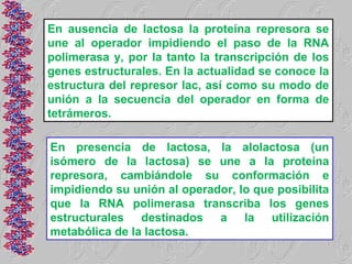 En ausencia de lactosa la proteína represora se
une al operador impidiendo el paso de la RNA
polimerasa y, por la tanto la transcripción de los
genes estructurales. En la actualidad se conoce la
estructura del represor lac, así como su modo de
unión a la secuencia del operador en forma de
tetrámeros.

En presencia de lactosa, la alolactosa (un
isómero de la lactosa) se une a la proteína
represora, cambiándole su conformación e
impidiendo su unión al operador, lo que posibilita
que la RNA polimerasa transcriba los genes
estructurales destinados a la utilización
metabólica de la lactosa.
 