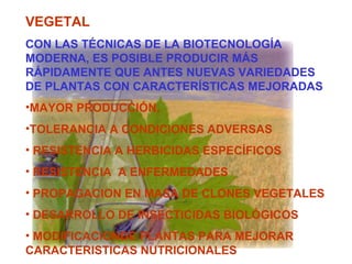 VEGETAL
CON LAS TÉCNICAS DE LA BIOTECNOLOGÍA
MODERNA, ES POSIBLE PRODUCIR MÁS
RÁPIDAMENTE QUE ANTES NUEVAS VARIEDADES
DE PLANTAS CON CARACTERÍSTICAS MEJORADAS
•MAYOR PRODUCCIÓN,
•TOLERANCIA A CONDICIONES ADVERSAS
• RESISTENCIA A HERBICIDAS ESPECÍFICOS
• RESISTENCIA A ENFERMEDADES
• PROPAGACION EN MASA DE CLONES VEGETALES
• DESARROLLO DE INSECTICIDAS BIOLÓGICOS
• MODIFICACIONDE PLANTAS PARA MEJORAR
CARACTERISTICAS NUTRICIONALES
 