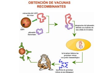 OBTENCIÓN DE VACUNAS
    RECOMBINANTES
 