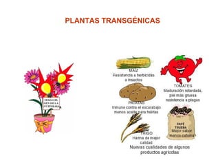 PLANTAS TRANSGÉNICAS
 