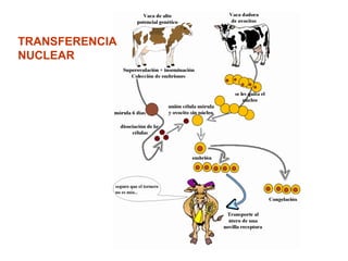 TRANSFERENCIA
NUCLEAR
 