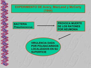 EXPERIMENTO DE Avery, MacLeod y McCarty
               (1944)



BACTERIA                   PROVOCA MUERTE
Pneumococcus               DE LOS RATONES
                           POR NEUMONIA




           VIRULENCIA DADA
           POR POLISACARIDOS
           LOCALIZADOS EN SU
           SUPERFICIE
 