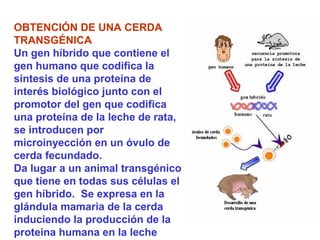 OBTENCIÓN DE UNA CERDA
TRANSGÉNICA
Un gen híbrido que contiene el
gen humano que codifica la
síntesis de una proteína de
interés biológico junto con el
promotor del gen que codifica
una proteína de la leche de rata,
se introducen por
microinyección en un óvulo de
cerda fecundado.
Da lugar a un animal transgénico
que tiene en todas sus células el
gen híbrido. Se expresa en la
glándula mamaria de la cerda
induciendo la producción de la
proteina humana en la leche
 