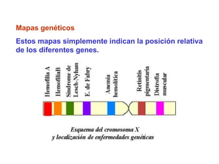 Mapas genéticos
Estos mapas simplemente indican la posición relativa
de los diferentes genes.
 