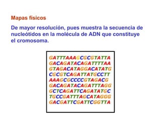 Mapas físicos
De mayor resolución, pues muestra la secuencia de
nucleótidos en la molécula de ADN que constituye
el cromosoma.
 
