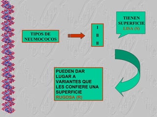 TIENEN
                             SUPERFICIE
                        I      LISA (S)
  TIPOS DE              II
NEUMOCOCOS
                        II




         PUEDEN DAR
         LUGAR A
         VARIANTES QUE
         LES CONFIERE UNA
         SUPERFICIE
         RUGOSA (R)
 